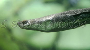 Similar – Close-up of a scalar in an aquarium