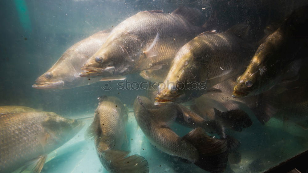 Image, Stock Photo fish chaos Fishing (Angle)