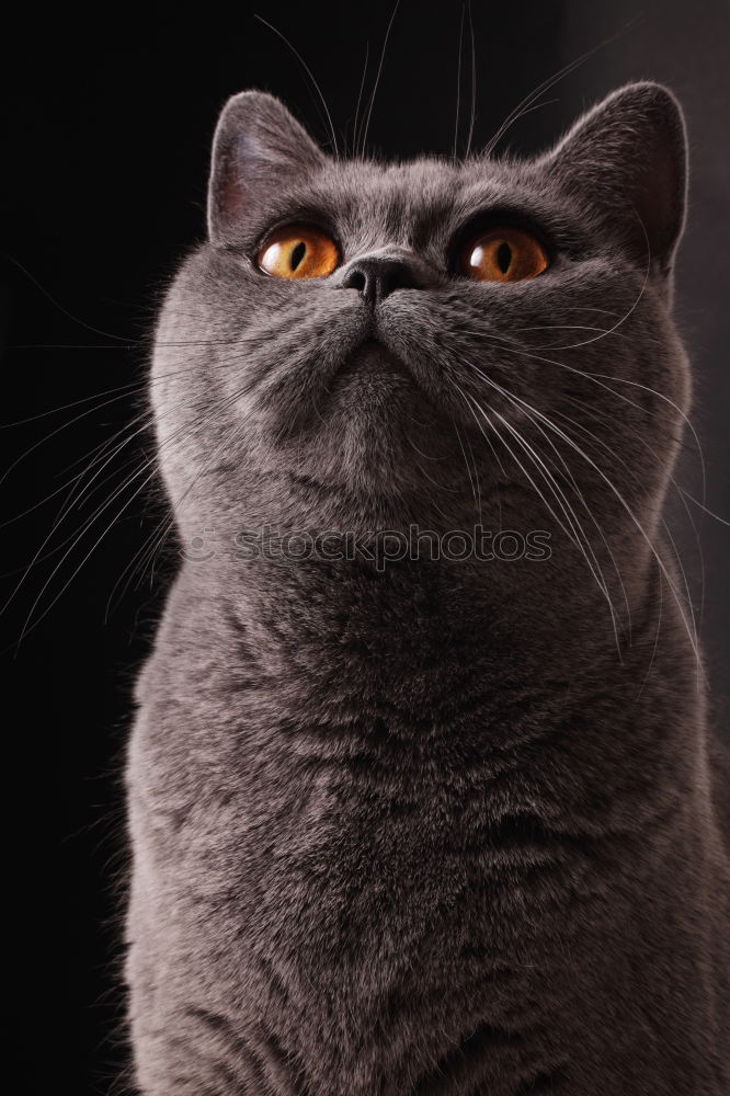 Similar – Image, Stock Photo Russian Blue Cat Lifestyle