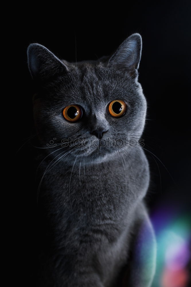 Similar – Image, Stock Photo hypnosis Cat Gray Pelt