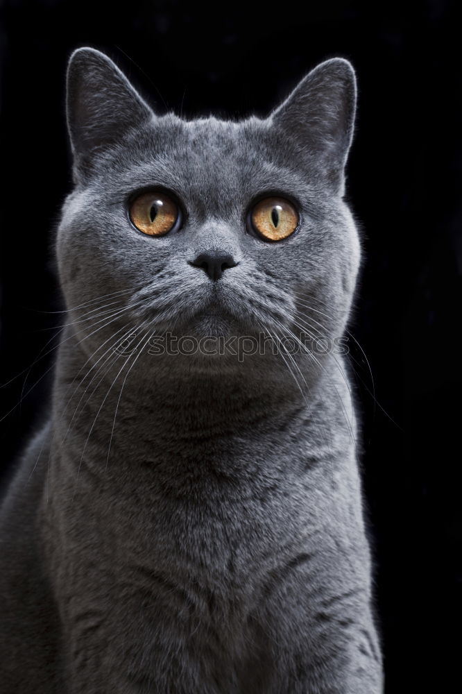 Similar – Image, Stock Photo Russian Blue Cat Lifestyle