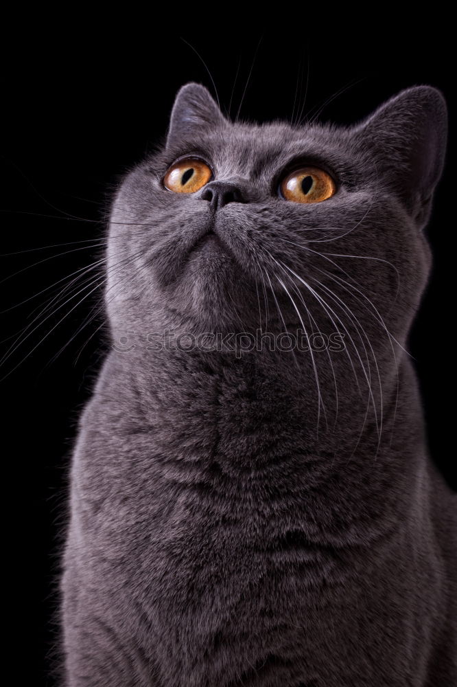 Similar – Image, Stock Photo Russian Blue Cat Lifestyle