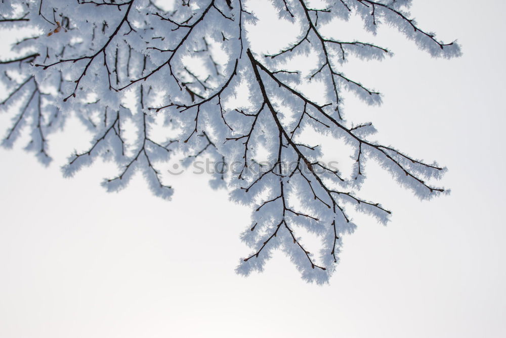 Similar – birches Nature Plant Sky