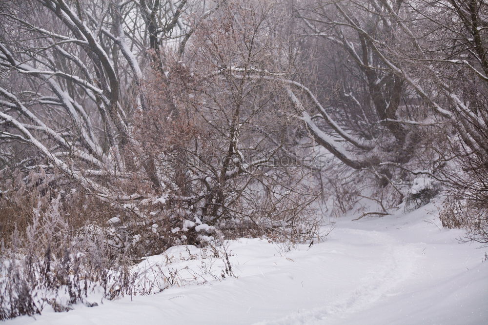 Similar – Image, Stock Photo Snow landscape with road