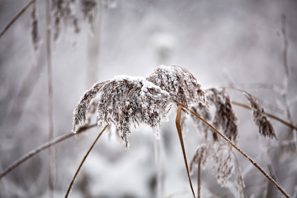 Similar – Image, Stock Photo frosty fruit II Beverage