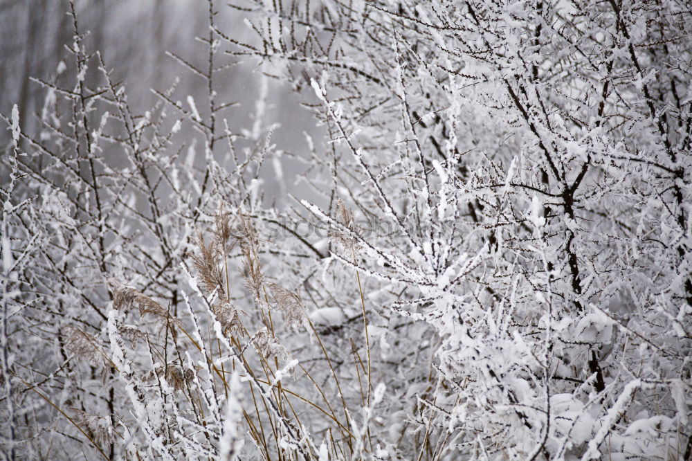 Similar – Image, Stock Photo bye winter time…hello summer time