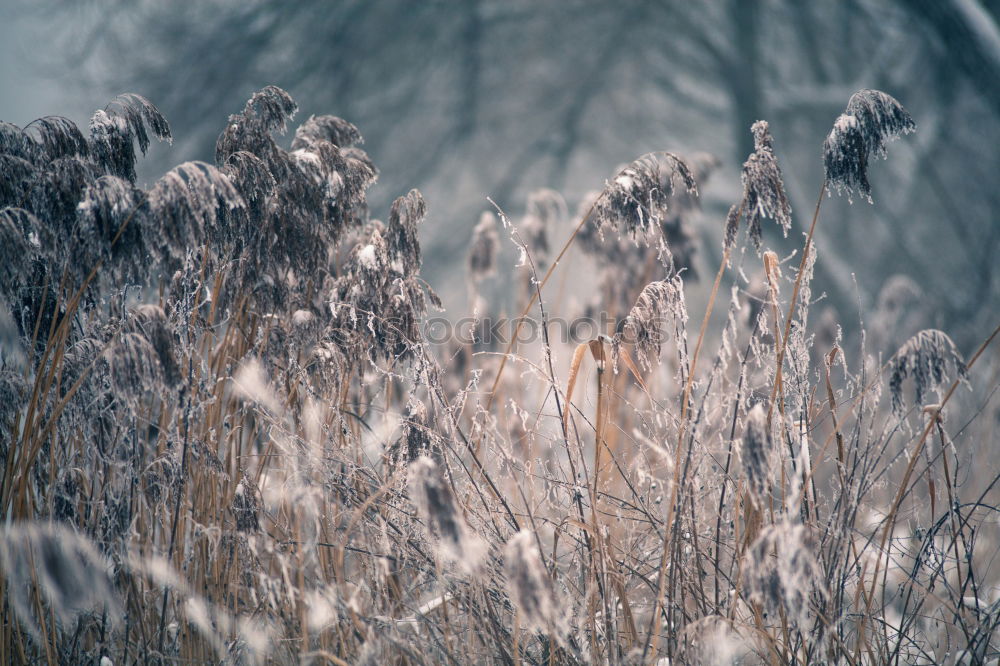 Similar – Image, Stock Photo All right, reeds.