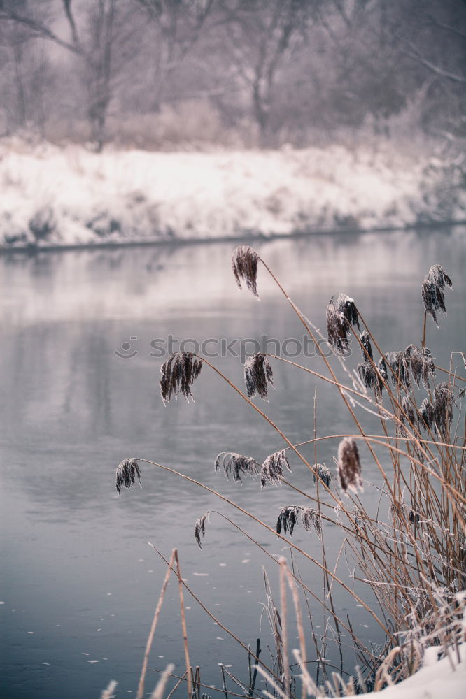 Similar – Half-frozen lake in idyllic winter landscape