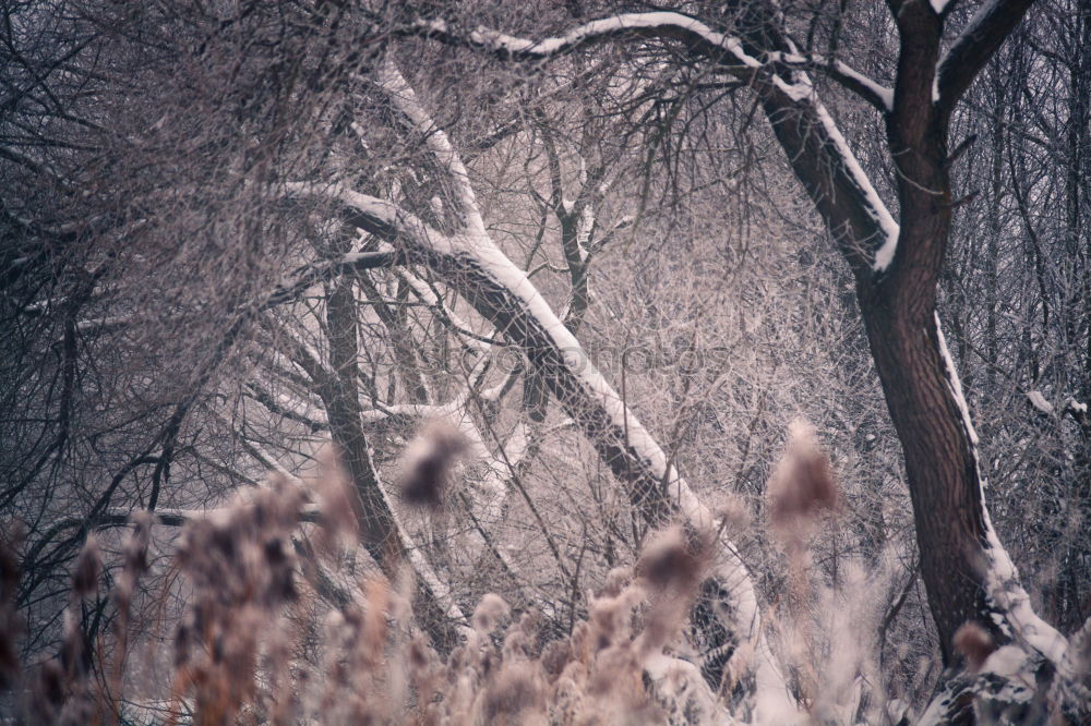 Frost. Winter Snow Ice