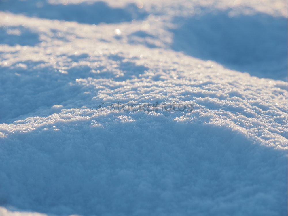 Similar – Image, Stock Photo brrrrrrr cold Winter Tree