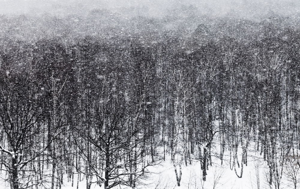 Similar – Image, Stock Photo Tourist standing in snowy forest