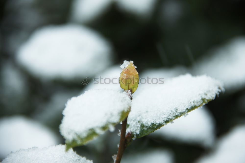 Similar – Image, Stock Photo Look who’s blossoming.