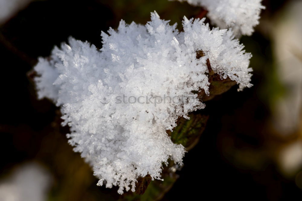 Similar – green leaf with ice crystals iegt in frozen grass