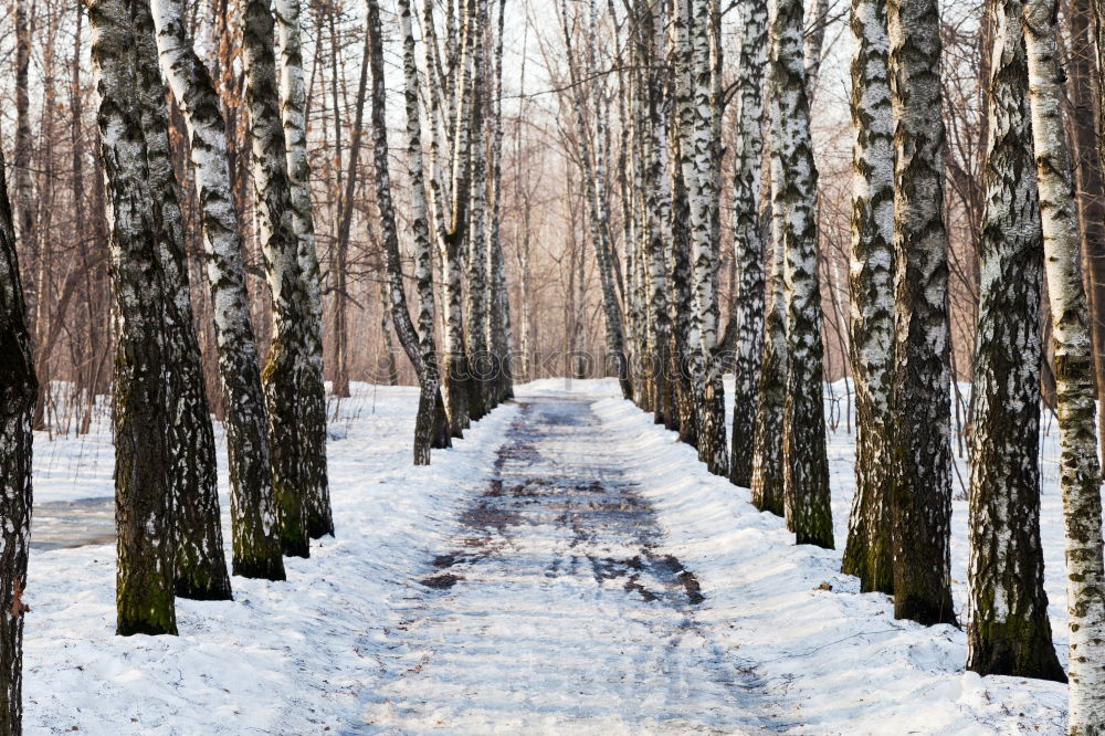 forest path Environment