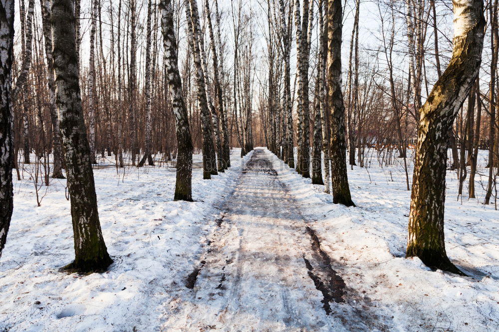 Similar – forest path Environment