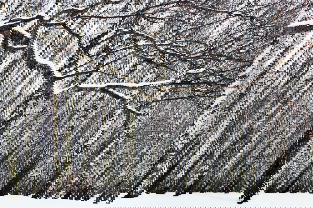 Similar – Foto Bild kalter Winterwald