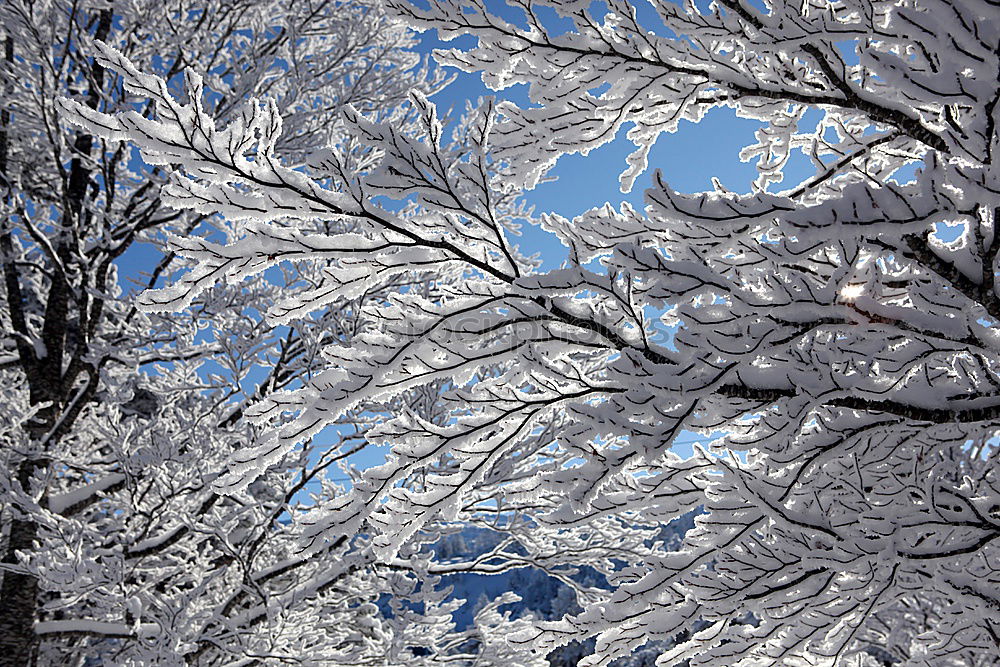 Similar – Image, Stock Photo snow branch Nature Plant