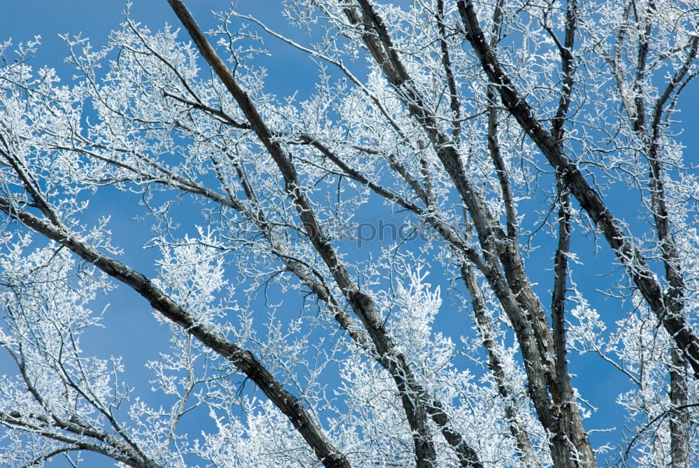 Similar – Foto Bild für Bèla Ausflug Winter