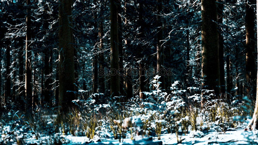 Similar – Ice cold the trees above look frozen with some sunshine.