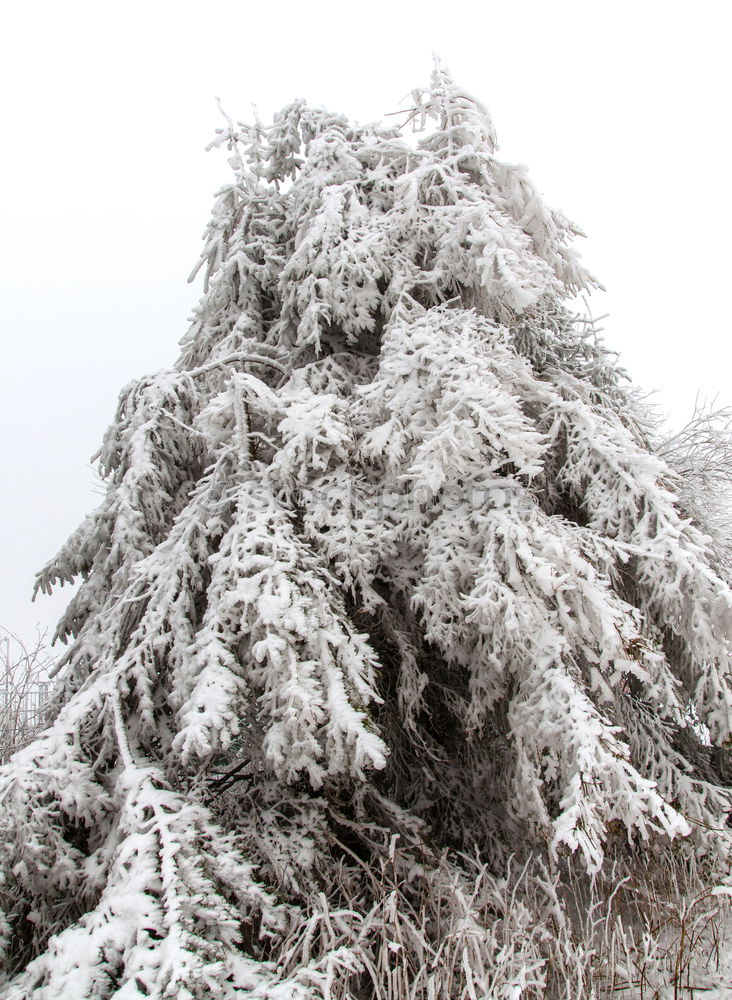 Similar – Image, Stock Photo winter top Exterior shot