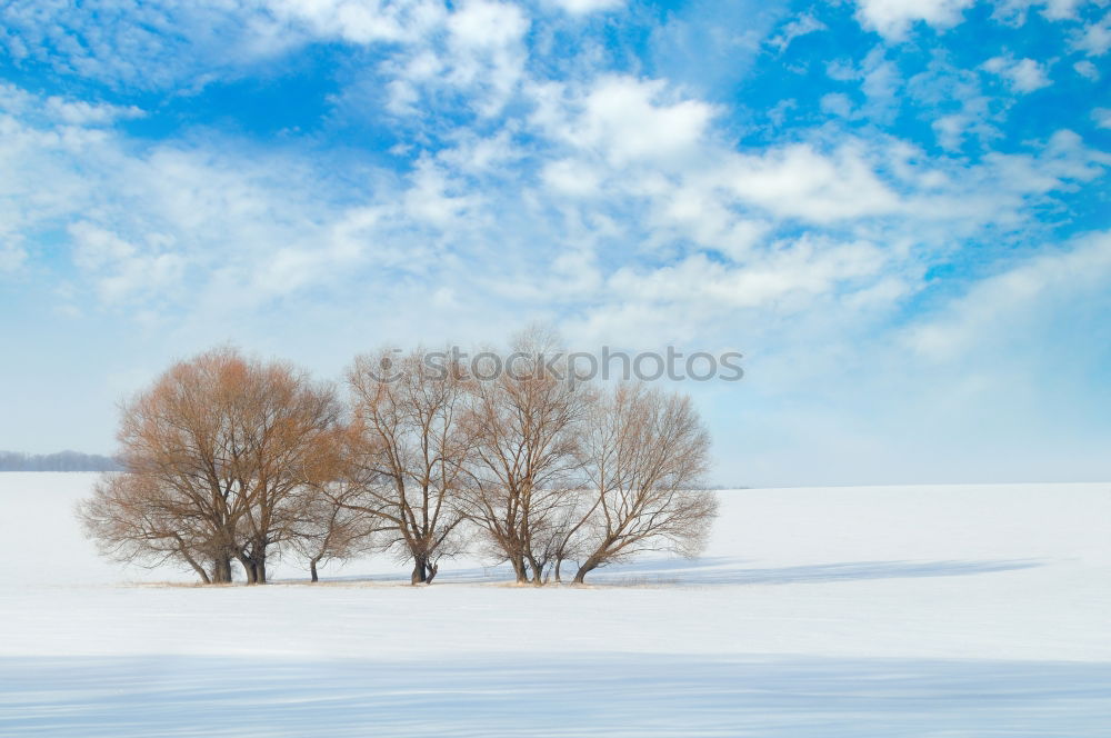 Similar – trees in an ice of lake