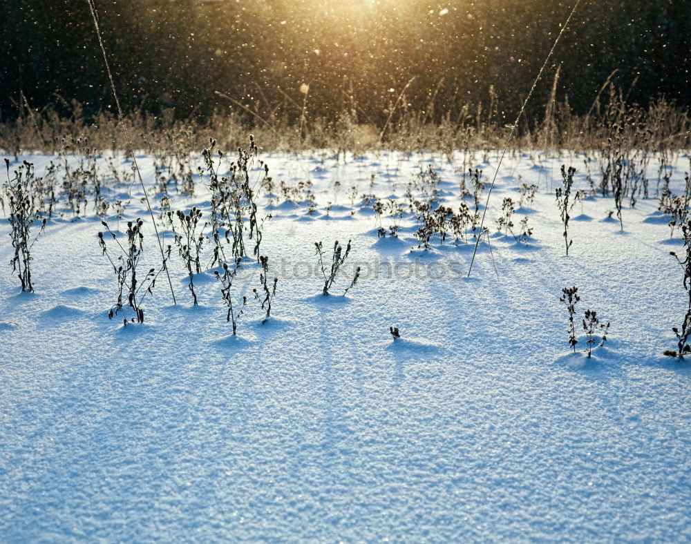 Similar – Foto Bild winterwüste Sonne Feld