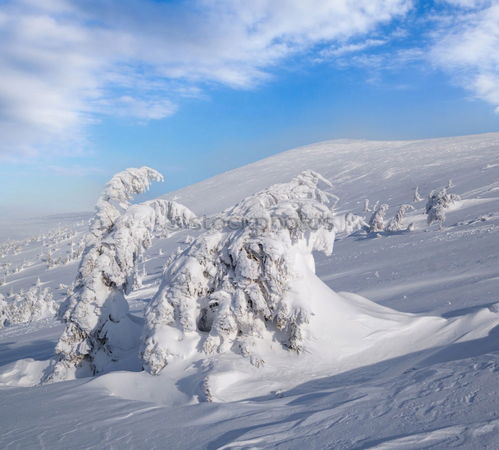 Similar – Image, Stock Photo Fairytale II Winter White