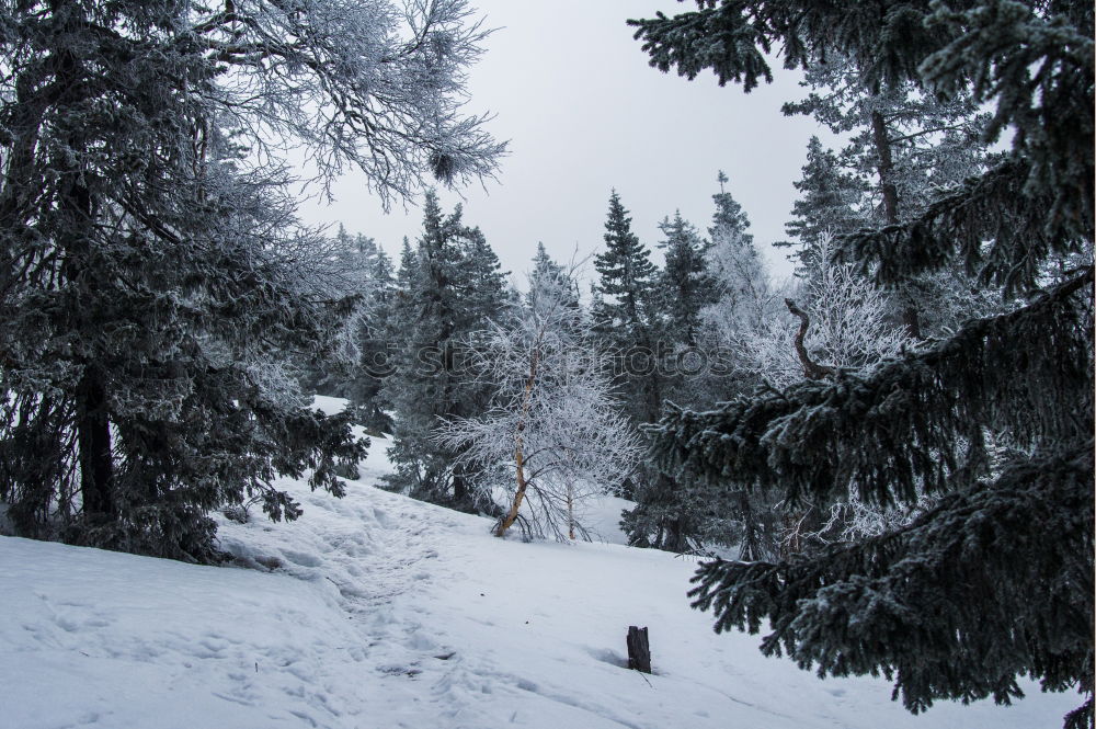 WINTER I Winter Baum Licht