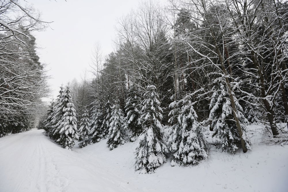 Similar – WINTER I Winter Baum Licht