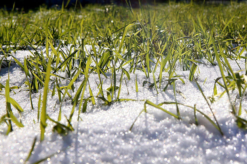 Similar – Image, Stock Photo fly the flag Earth Winter