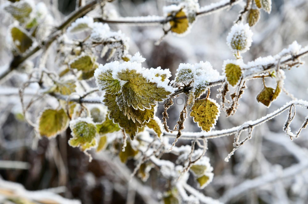 Similar – Image, Stock Photo hibernation Nature Winter