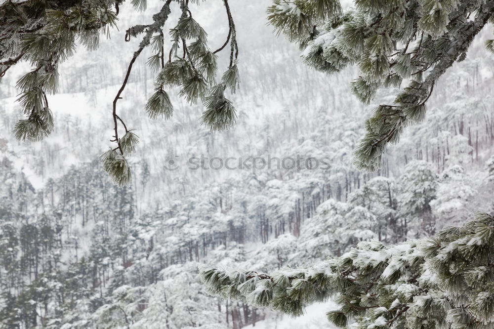 Similar – Image, Stock Photo signpost Landscape Winter