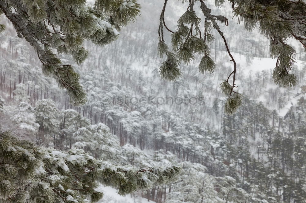 Similar – Image, Stock Photo signpost Landscape Winter