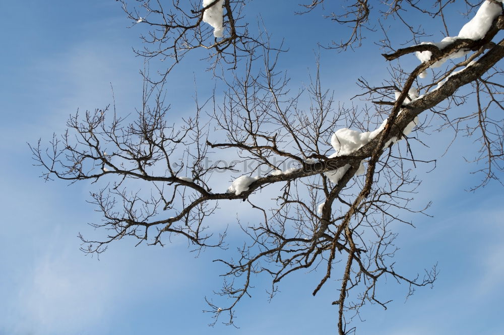 Similar – TREE CROWN Tree Fork