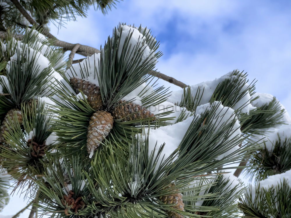 Similar – Pine cones Tree Detail