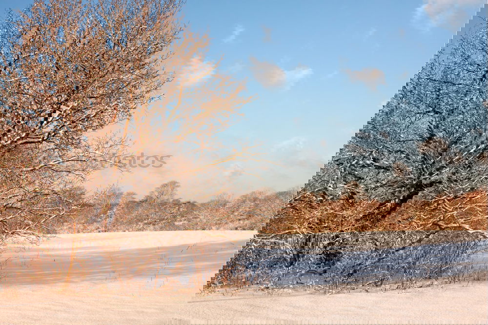 Similar – Foto Bild Schilfhalme 2 Schilfrohr