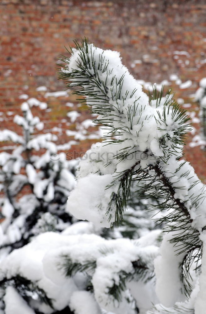 Similar – Foto Bild Schneeweiß schön Sonne