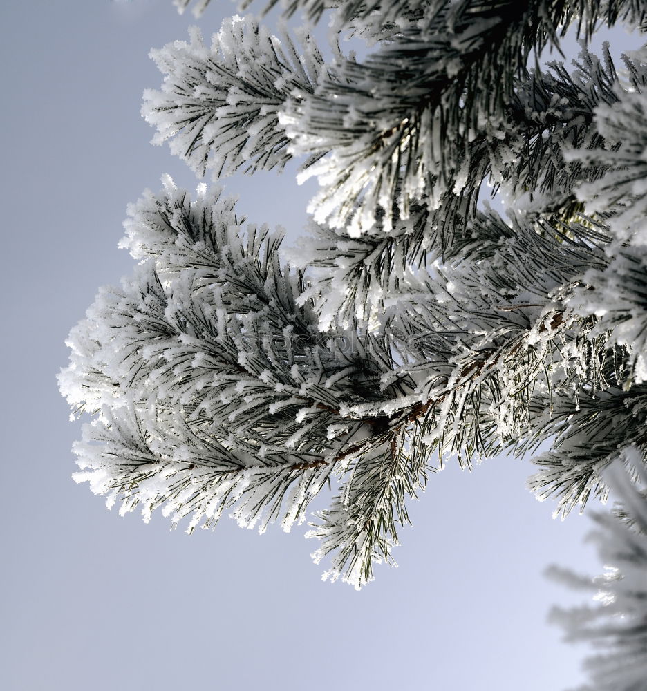 Similar – Image, Stock Photo Frost on tree branches