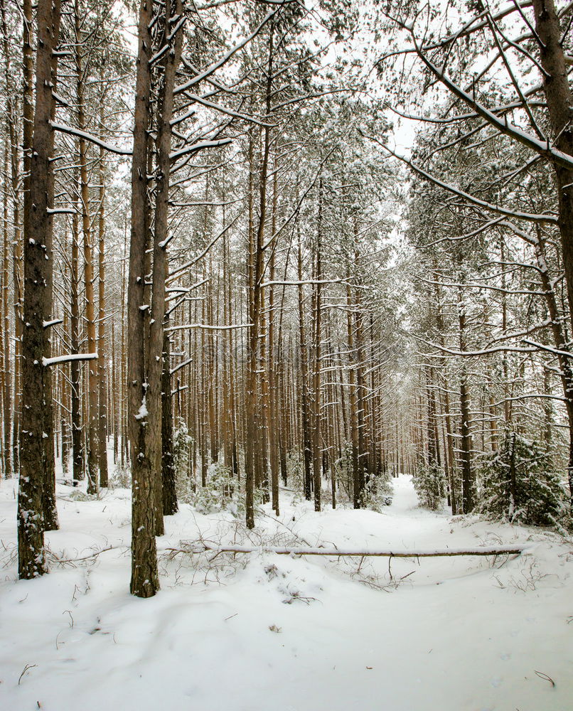 Similar – winter forest Environment