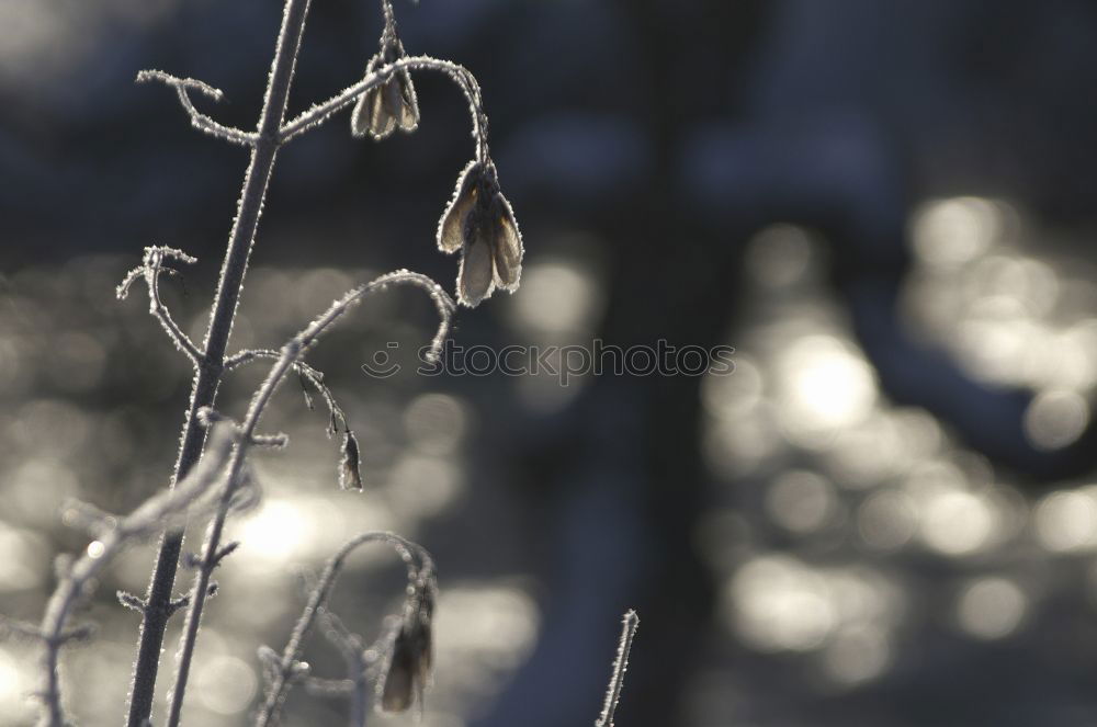 Similar – Image, Stock Photo Winter sunset in Sweden