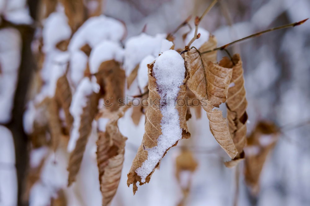 Similar – First frost Nature Autumn