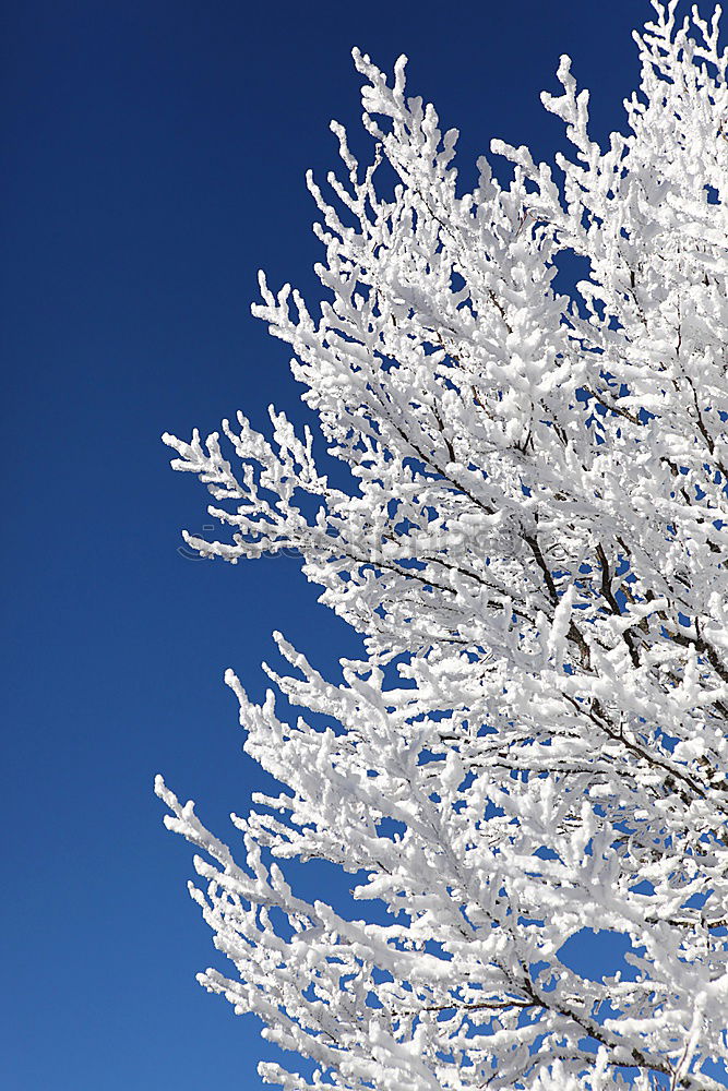 Image, Stock Photo brrrrrrr cold Winter Tree