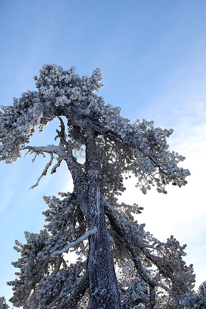 Similar – Image, Stock Photo Iced tree Tree White Cold