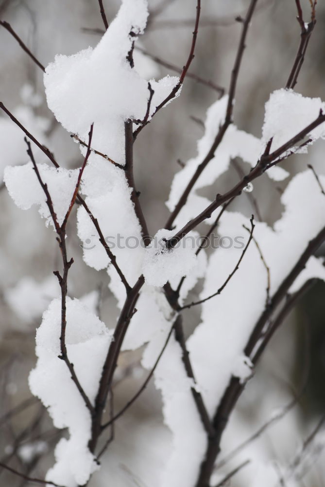 Similar – Nebelwald Umwelt Natur