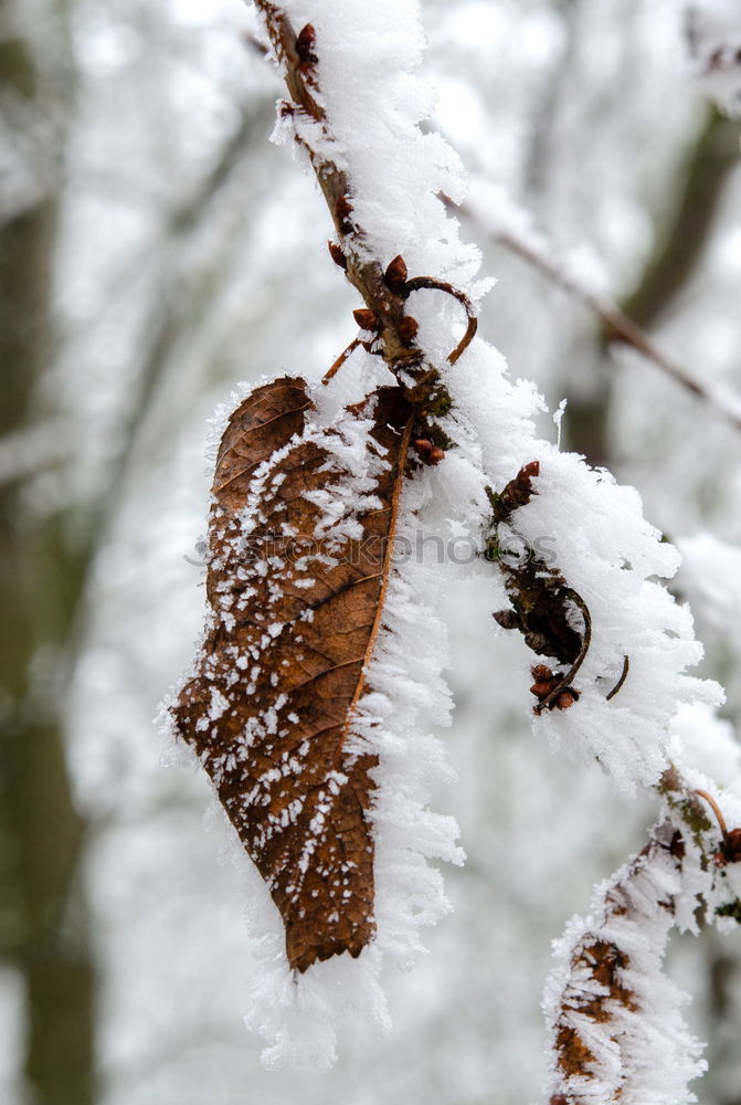 Similar – #A# winter leaves