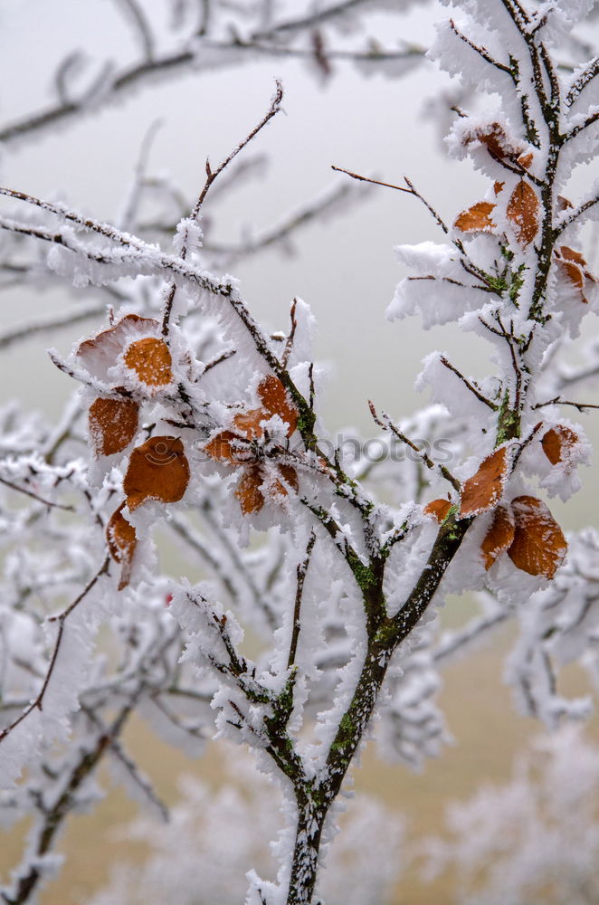 Similar – Leaves with snow cover II