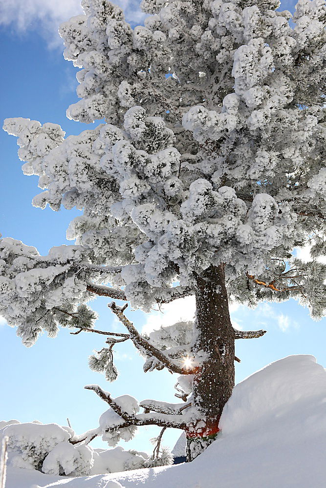 Similar – Image, Stock Photo Iced tree Tree White Cold