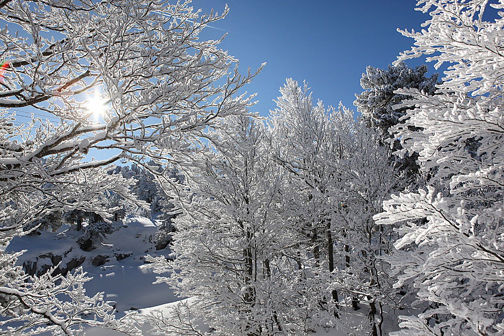 Similar – snow fir Fir tree Tree