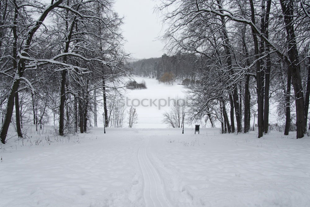 Trees in a hilly snowy landscape