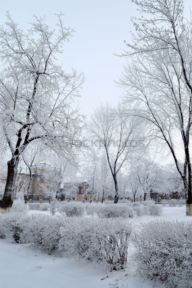 Similar – Image, Stock Photo Snowy Afternoon Walk